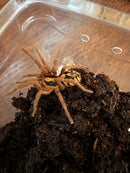 Pumpkin Patch Tarantula Female (3-3.5 inch) (Hapalopus formosus)