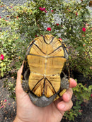 Yellow Mud Turtle Adult Pair
