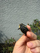 HI YELLOW Florida Box Turtle
