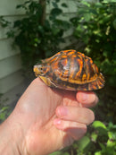 Gulf Coast Box Turtle 2021 Female