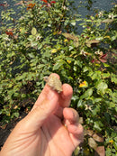 Albino Florida Snapping Turtle 2026