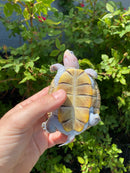 Ornate Diamondback Terrapin Female