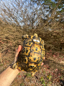 Libyan Greek Tortoise Adult Female