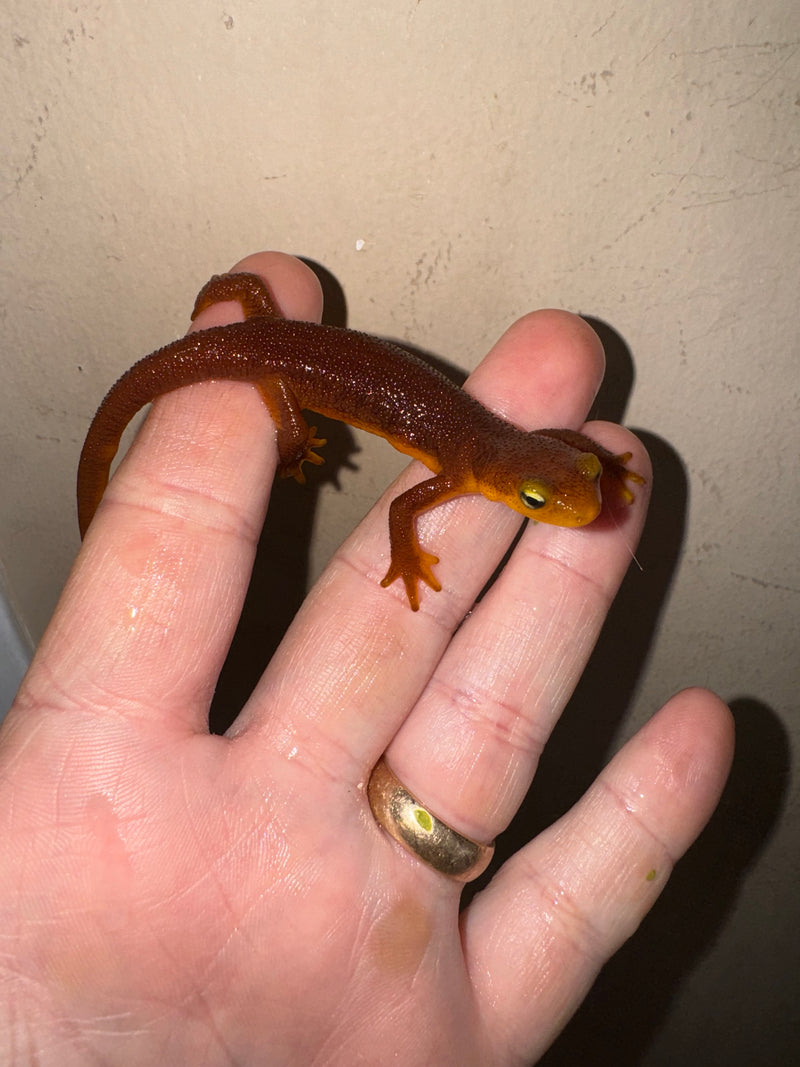 California Orange Bellied Newt Adults (Taricha torosa)