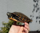 Northern Red Bellied Turtle FANCY Juvenile