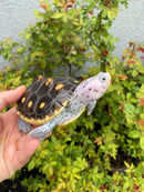 Ornate Diamondback Terrapin Female