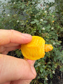 Albino Florida Red Bellied Turtle 2026