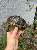 Mesopotamian Greek Tortoise Adult Male