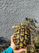 Eastern Hermann's Tortoise Adult Female