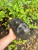 Red Foot Tortoise Adult Female