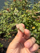 Albino Florida Snapping Turtle 2026