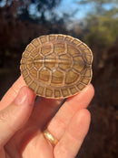 Ceram Box Turtle Baby