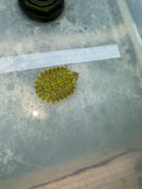 Hi Red Line Bred Pastel Red Eared Slider Turtle 2024