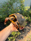 Red Foot Tortoise Adult Female