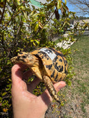 Libyan Greek Tortoise Adult Female