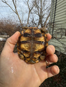 Pancake Tortoise Female