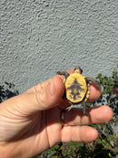 Hi Color Eastern Box Turtle Baby