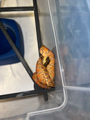 Amazon Tree Boa Baby 2023 CB