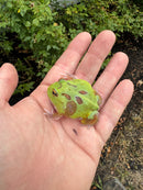 Mutant  Pacman Frog
