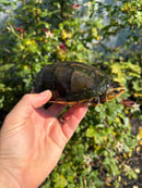 Scorpion Mud Turtle Adult Pair