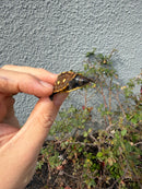 Hi Color Eastern Box Turtle Baby