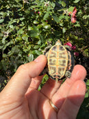 Indian Pink Ringed Tent Turtle