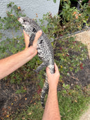 Blue Tegu Adult Female Breeder