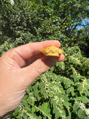 Albino Yellow Bellied Slider Turtle Male