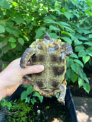 Homes Hinge-back Tortoise Adult Pair