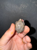 Hi White Concentric Diamondback Terrapin 2024