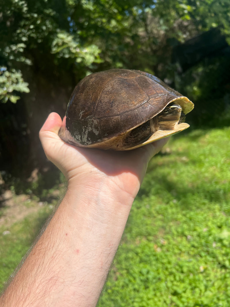 Sumatran Asian Box Turtle Adult Trio (Cuora amboinesis kamaroma)