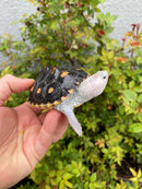 Ornate Diamondback Terrapin Female