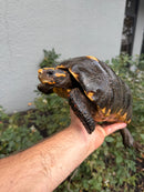 Red Foot Tortoise Adult Male