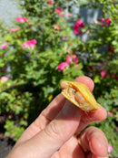 Albino Yellow Bellied Slider Turtle Female
