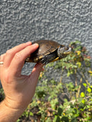 Franco-Italian Pond Turtle Adult Female