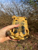 Libyan Greek Tortoise Adult Male
