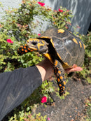 Red Foot Tortoise Adult Female