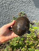 Franco-Italian Pond Turtle Adult Female