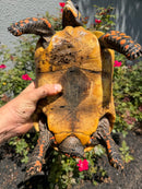 Red Foot Tortoise Adult Female