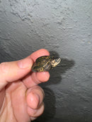 Hi White Concentric Diamondback Terrapin 2024