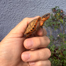 Vietnamese Three-striped Box Turtle