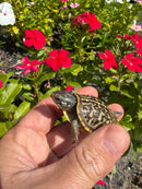 HI Yellow Desert Box Turtle