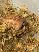 Hi Orange Vietnamese Black Breasted Leaf Turtle Baby 2026