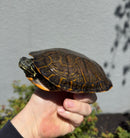 Northern Red Bellied Turtle FANCY Juvenile