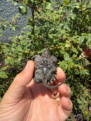 Alligator Snapping Turtle X Florida Snapping Turtle