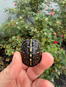 HI YELLOW Florida Box Turtle
