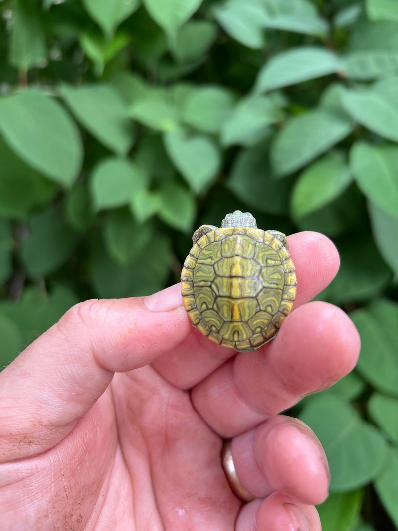 Pastel Clown Red Eared Slider Turtle 2024