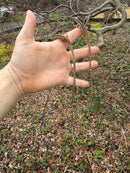 Long Tailed Grass Lizard (Takydromus sexlineatus)