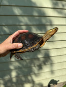 Chinese Box Turtle Adult Pair (Cuora flavomarginata)