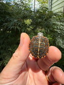 Pastel Clown Eastern Painted Turtle 2025